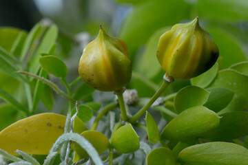 lignum vitae-guaiacum sanctum