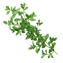 fresh green herb sprig isolated on transparent background. generative ai