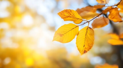 Obraz premium Closeup of golden autumn leaves backlit by soft sunlight creating a warm atmosphere : Generative AI
