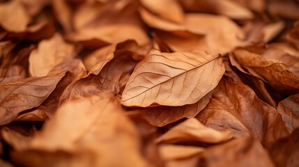 Dried brown leaves covering the ground are close up