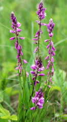 Polygala comosa blooms in nature