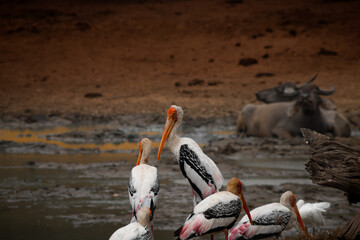 Safari auf Sri Lanka 