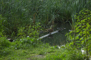 Duck on a Log, Tranquil, Resting in a Forest Pond