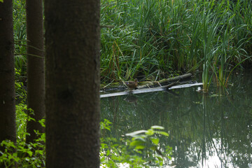 Duck Standing on a Log in a Serene Pond, Greenery Background, Nature Scene