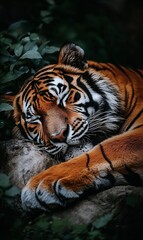 Sleepy Tiger Resting in Jungle
