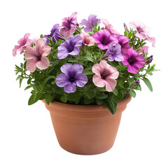 A Delicate Potted Petunia Plant with Colorful Blossoms Isolated on Transparent Background