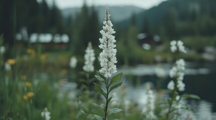 White wildflowers near mountain lake, summer. Nature background, idyllic scene