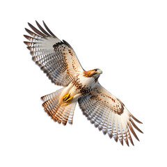 A Red Tailed Hawk Soaring Over Snow Covered Valley Isolated on Transparent Background