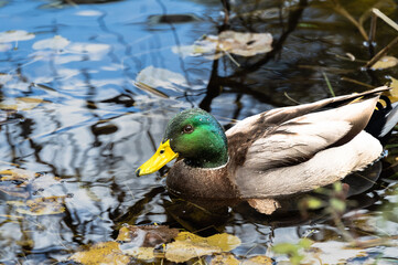 mallard duck inpond