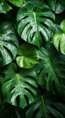 Fototapeta premium Tropical green leaves with water drops creating a lush natural background