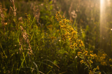 Yellow Wildflower in Golden Hour Light, Meadow Background