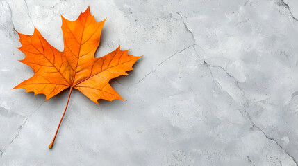 Single orange autumn leaf on grey stone. Fall design