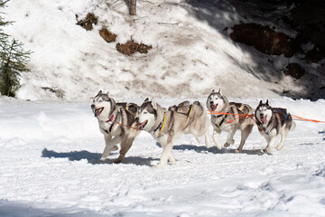 Naklejka premium sled dog competition