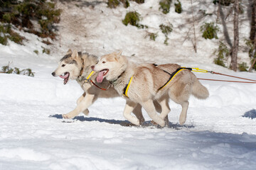 Naklejka premium sled dog competition