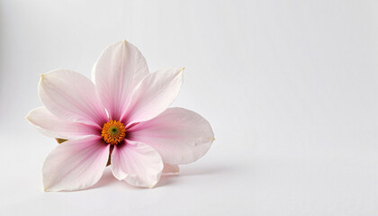 Delicate magnolia blossom on white surface, beauty and purity