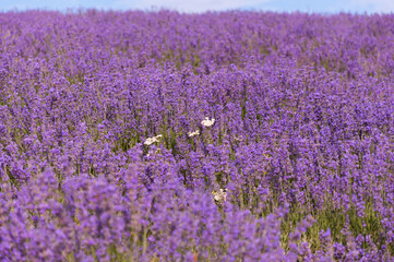 Obraz premium The lavender field under the cloudy sky