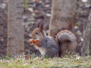 Squirrel looking for food in spring: nature of Northern Europe, Finland, April.