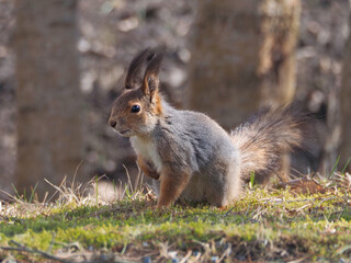Squirrel looking for food in spring: nature of Northern Europe, Finland, April.