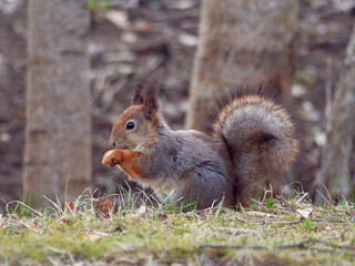 Squirrel looking for food in spring: nature of Northern Europe, Finland, April.