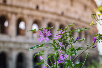 Pink flower with Colosseum in the background, Rome