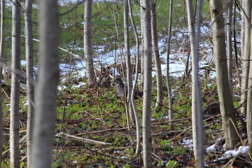 male hazel grouse among the trees in mid-May