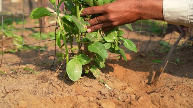 A farmer uprooting the ashwagandha roots to the ground. Organic withania somnifera, Indian ginseng, poison gooseberry, or winter cherry plant. Ayurvedic herb harvesting at garden, field