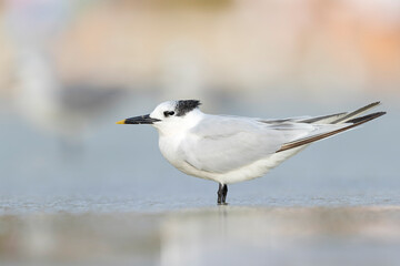 Sandwich tern (Thalasseus sandvicensis) backlit on the beach.