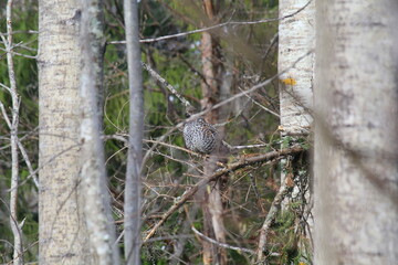 male hazel grouse among the trees in mid-May