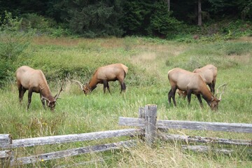 Hirsche und Rehe im Redwoods Nationl Park, USA