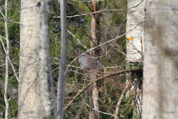 male hazel grouse among the trees in mid-May