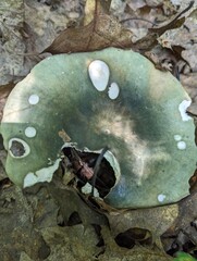 Large eaten Russula aeruginea mushroom in an oak forest