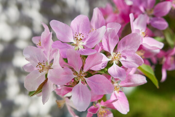 Apple trees in the garden bloom in May: flowers close up.
