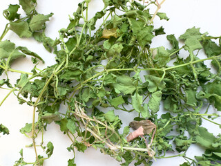 Wilted green grass on a light background, showcasing leaf texture.