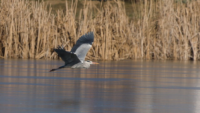 Ardea cinerea aka grey heron. Huge bird is flying above the pond in Czech republic. 