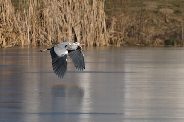 Ardea cinerea aka grey heron. Huge bird is flying above the pond in Czech republic. 