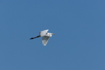 The great egret aka ardea alba is flying above the pond in Czech republic. Isolated on blue sky...