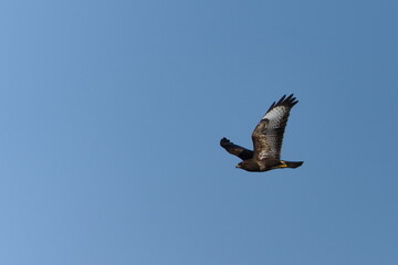 Bird of prey buteo buteo aka common buzzard is flying over the field and hunting. Very common bird...