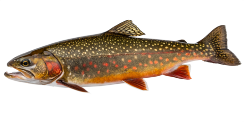 Brook Trout (Salvelinus fontinalis). PNG