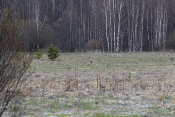 mating games of two common cranes in early May in a field