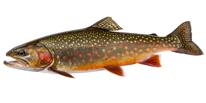 Brook Trout (Salvelinus fontinalis). PNG