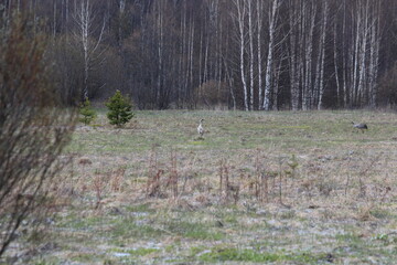 two red-listed common cranes in a spring field