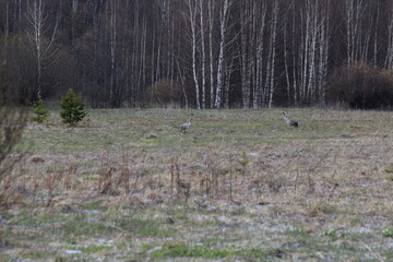 mating games of two common cranes in early May in a field