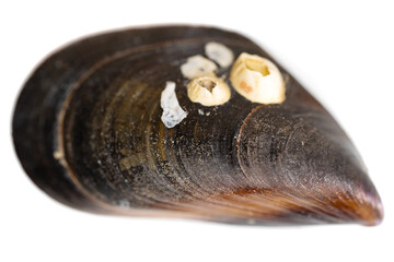 mussel shell isolated