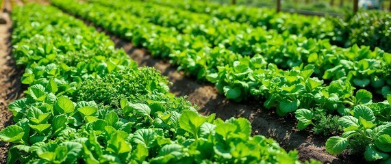 Young Plants Growing in a Freshly Plowed Field

