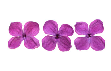 Obraz premium lilac flower isolated