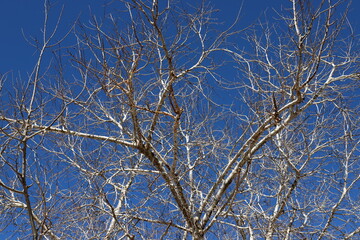 Natural nature background. Nature in Israel close-up.