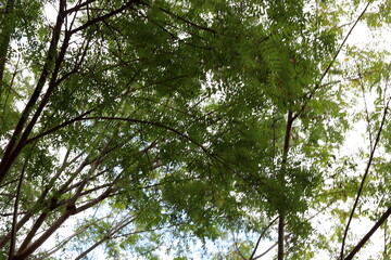 Natural nature background. Nature in Israel close-up.