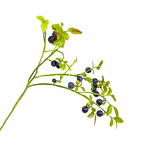  Bilberry isolated.  Forest blueberry.
