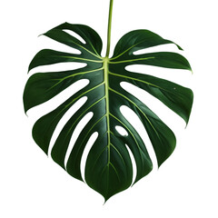 Monstera Jungle Plant isolated on transparent background