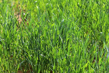 Natural nature background. Nature in Israel close-up.